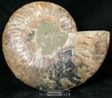 Cut Ammonite Fossil (Half) - Agatized #17854-1